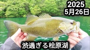 【桧原湖バス釣り】【5月末】渋すぎる桧原湖…