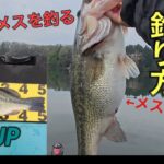 【予告通りに50UP】狙ってメスを釣る考え方を話してたらホントに50UPのメスが釣れました【上野沼】