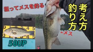 【予告通りに50UP】狙ってメスを釣る考え方を話してたらホントに50UPのメスが釣れました【上野沼】