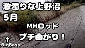 [バス釣り] 5月14日 激濁りな上野沼でBIG BASS降臨❗️こいつは…
