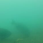 【浜名湖　釣り】5月18日グレ到来！水中！新居海釣り公園