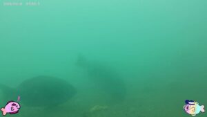 【浜名湖　釣り】5月18日グレ到来！水中！新居海釣り公園