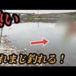 #62（関東バス釣り）このワームさえあれば池でも川でも釣れるわ！