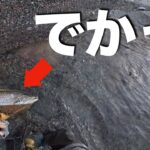 支笏湖で釣りしたらまさかの70オーバーのデカブラに出会った