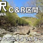丹沢渓流釣り C&R区間 良型岩魚が出るようになった沢！！