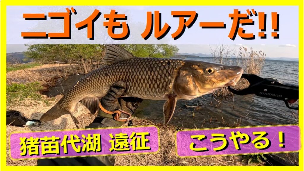 【アド釣り】猪苗代湖 Day 1-1. 60cm含む, ニゴイ×3匹, デカいニゴイだな
