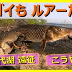 【アド釣り】猪苗代湖 Day 1-1. 60cm含む, ニゴイ×3匹, デカいニゴイだな