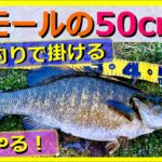 【アド釣り】 猪苗代湖 Day 2-2, スモールマスス 50cm, バス 50アップゲットの回
