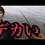 GWの遠州灘サーフへ釣りに行ったらデカいのボコボコだった🔥