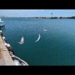 GW本日直近最速浜名湖サビキ釣り情報📢アジ、サッパと絶好調🐟