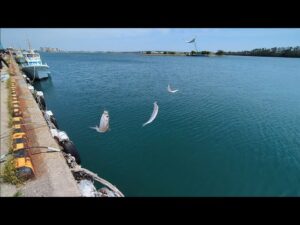 GW本日直近最速浜名湖サビキ釣り情報📢アジ、サッパと絶好調🐟