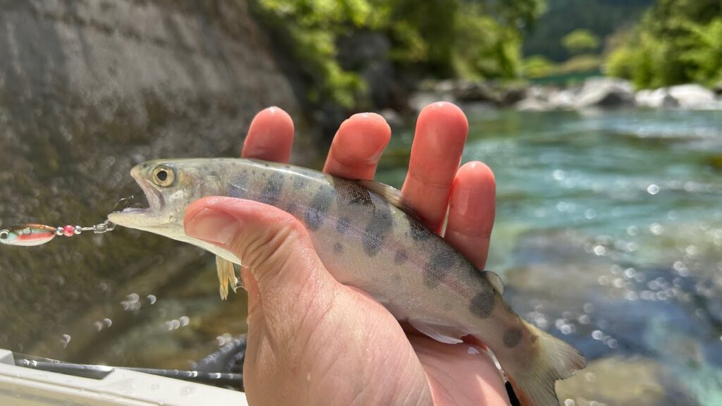 【渓流釣り】 山女魚を釣って最高のGWにします！