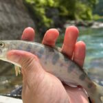 【渓流釣り】 山女魚を釣って最高のGWにします！