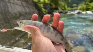 【渓流釣り】 山女魚を釣って最高のGWにします!