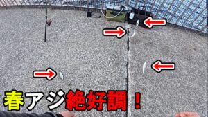 【神奈川県某所】春の東京湾の海釣り公園で狙ってないのにアジ爆釣!?大型連休(GW)明けの時期に、関東地方の三浦半島の東京湾側の釣り場で、トリックサビキで釣りしてみたら…!【2025年5月上旬】