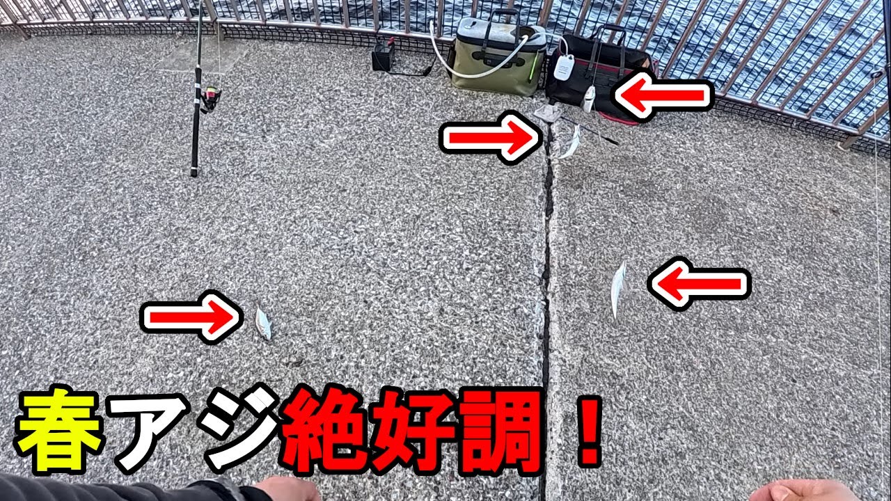 【神奈川県某所】春の東京湾の海釣り公園で狙ってないのにアジ爆釣!?大型連休(GW)明けの時期に、関東地方の三浦半島の東京湾側の釣り場で、トリックサビキで釣りしてみたら…!【2025年5月上旬】