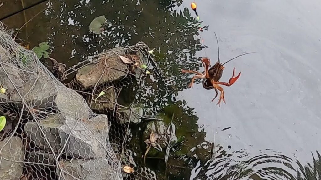 白幡沼で小物釣り。小魚狙いのはずが、懐かしのアイツが釣れた。/ Micro fishing