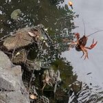 白幡沼で小物釣り。小魚狙いのはずが、懐かしのアイツが釣れた。/ Micro fishing