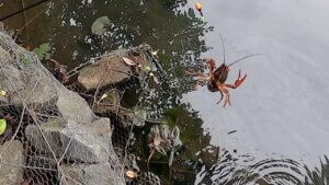 白幡沼で小物釣り。小魚狙いのはずが、懐かしのアイツが釣れた。/ Micro fishing
