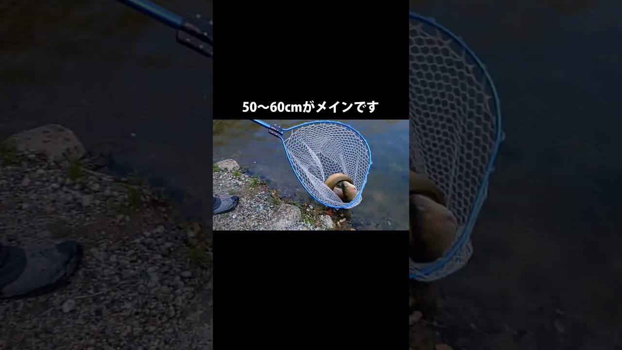 営業終了後の大型放流です!連休以降も毎日放流を続けます/あいづフィッシングエリア #エリアトラウト #fishing #釣り #アウトドア #釣り堀 #管理釣り場