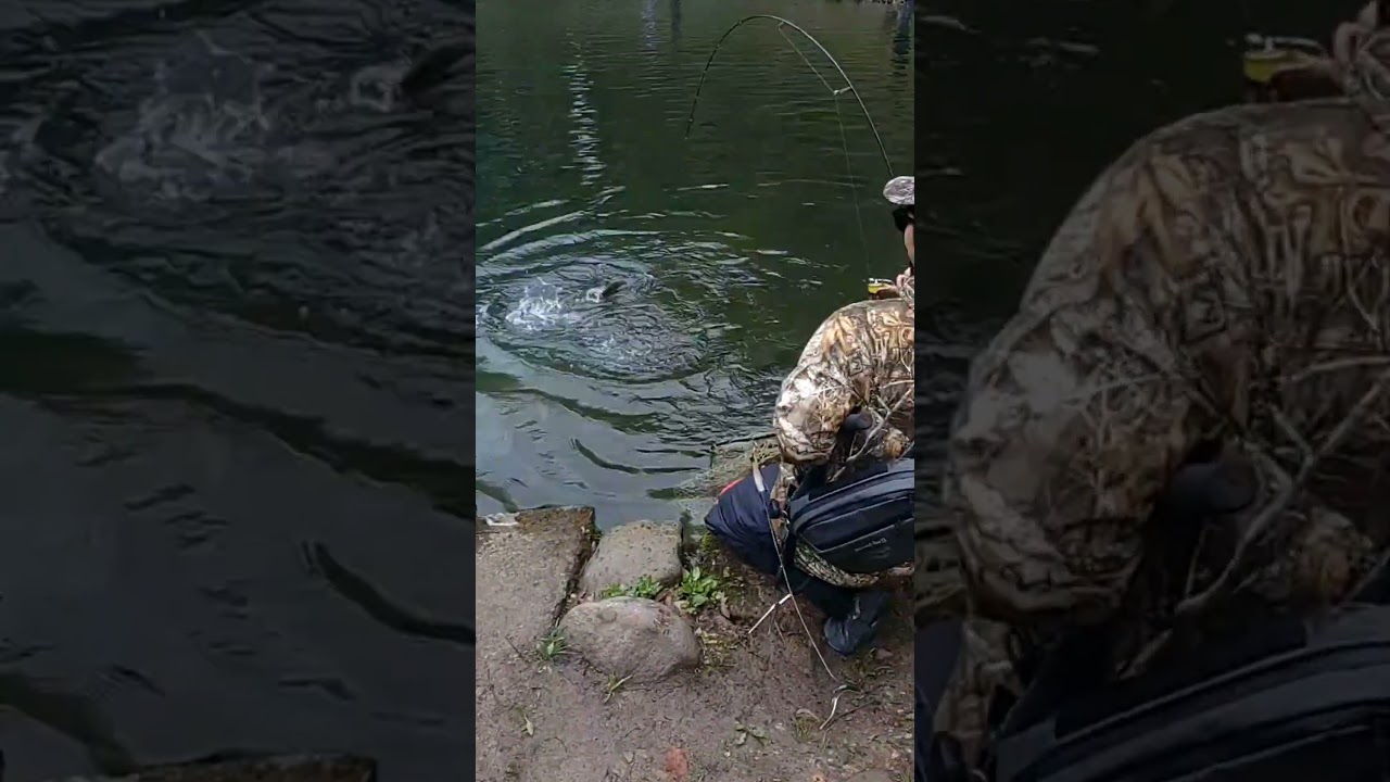 開始早々に特大サイズがヒット!/あいづフィッシングエリア #エリアトラウト #fishing #釣り #アウトドア #釣り堀 #管理釣り場