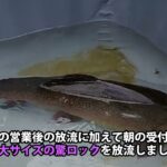 衝撃サイズ！特大ロックトラウトです！／あいづフィッシングエリア #エリアトラウト #fishing #釣り #アウトドア #釣り堀 #管理釣り場