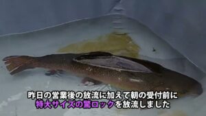 衝撃サイズ!特大ロックトラウトです!/あいづフィッシングエリア #エリアトラウト #fishing #釣り #アウトドア #釣り堀 #管理釣り場