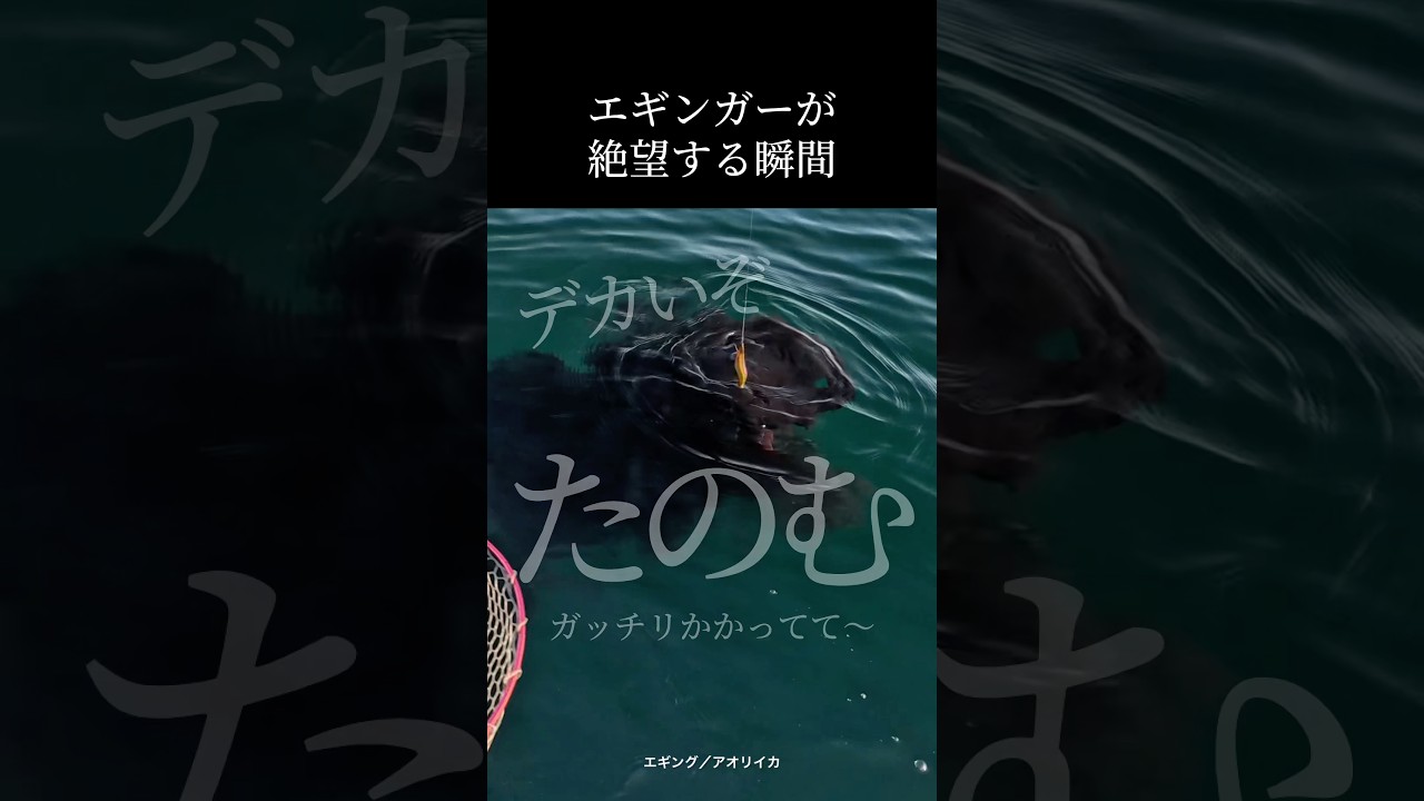エギングで絶望する瞬間 #釣り #エギング #アオリイカ #fishing #shorts