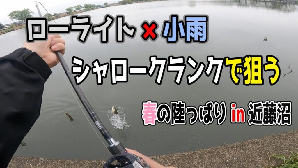 【バス釣り】春のシャローin近藤沼
