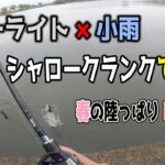 【バス釣り】春のシャローin近藤沼