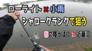 【バス釣り】春のシャローin近藤沼