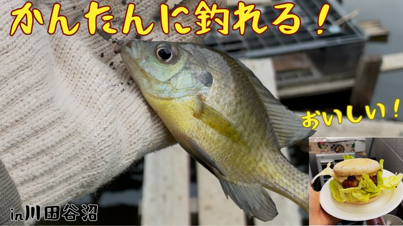 かんたん！おいしい！ブルーギル釣り！　　　　in川田谷沼