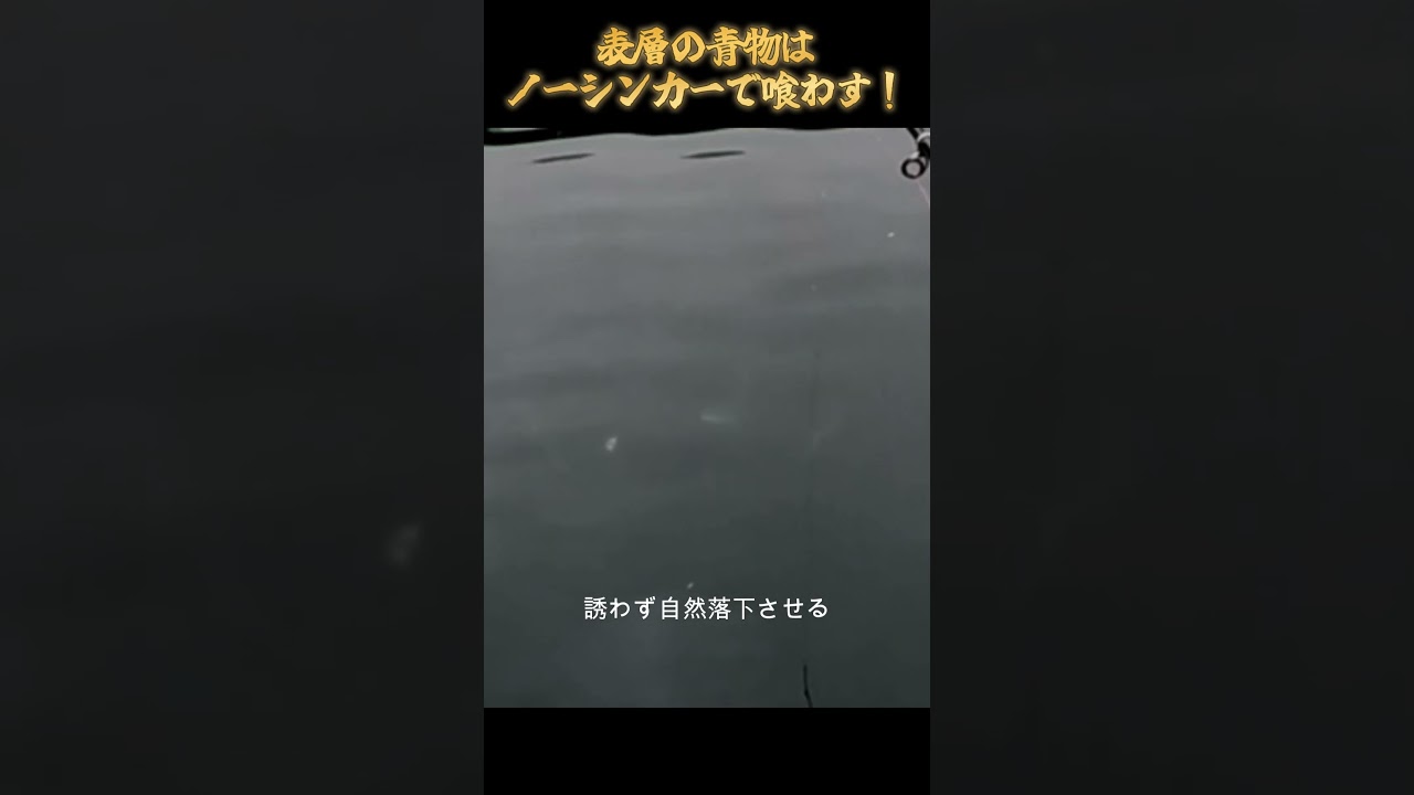 【海上釣堀】 表層の青物はノーシンカーで喰わす！ #short