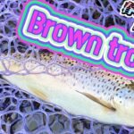 【支笏湖釣り】春の支笏湖　念願のシコブラ