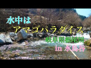 【渓流釣り】初めての谷チャレンジ！岐阜県根尾川