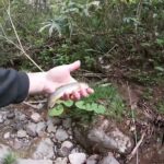 【岩手渓流釣り】雨あと新規開拓の川でつりしたら釣れるのか⁈【ルアー釣り】