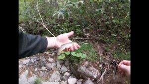 【岩手渓流釣り】雨あと新規開拓の川でつりしたら釣れるのか⁈【ルアー釣り】