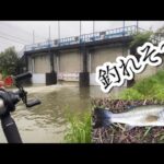 １万円の竿で釣る 権現堂 中川 バス釣り おかっぱり