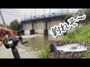 １万円の竿で釣る 権現堂 中川 バス釣り おかっぱり