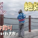 【福島県いわき市小名浜港】サビキ釣りでデカサバ爆釣！【アクアマリンふくしま】