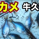 オカメタナゴ釣り　春の田んぼ  牛久沼 【小物釣り  たなご釣り  用水路】
