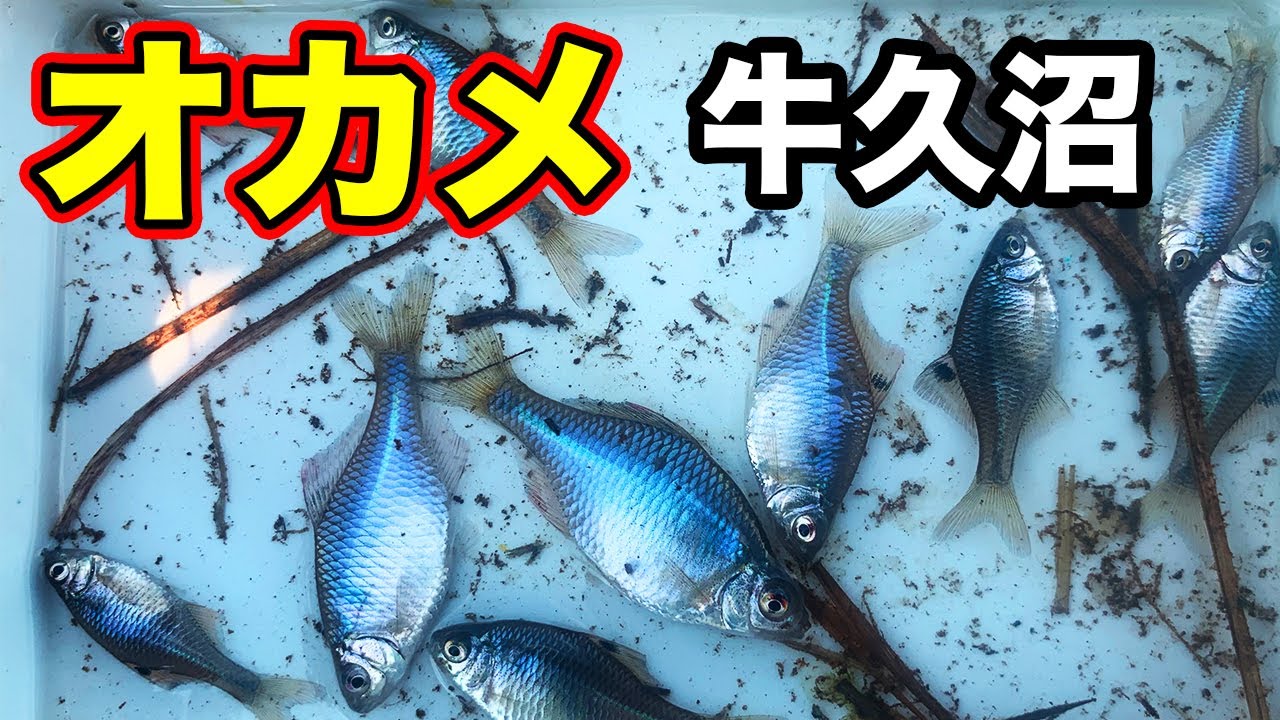 オカメタナゴ釣り 春の田んぼ 牛久沼 【小物釣り たなご釣り 用水路】