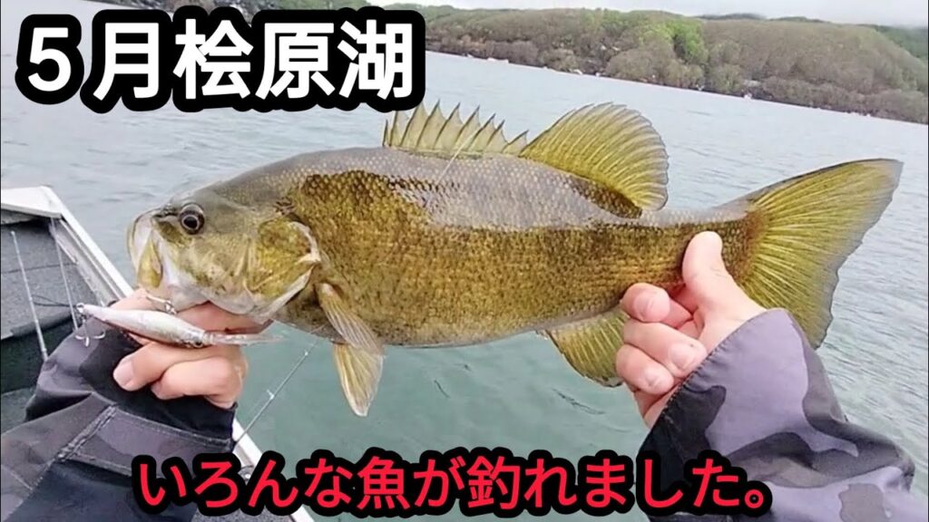 【５月】【桧原湖バス釣り】いろんな魚がつれました。【スモールマウスバス】
