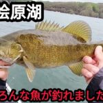 【５月】【桧原湖バス釣り】いろんな魚がつれました。【スモールマウスバス】