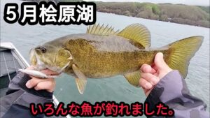 【5月】【桧原湖バス釣り】いろんな魚がつれました。【スモールマウスバス】