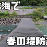 【福井】春の堤防フカセ釣りと渓流ルアー釣りを楽しみました【グレ釣り/アマゴ釣り/メジナ】