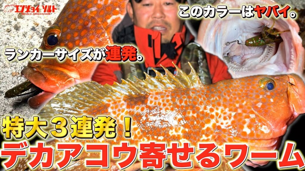 【アコウ】一晩で大型キジハタが連発するカラーはこれです。