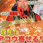 【アコウ】一晩で大型キジハタが連発するカラーはこれです。