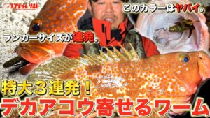 【アコウ】一晩で大型キジハタが連発するカラーはこれです。