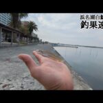 【浜名湖投げ釣り白鱚】今週の実況…📢表浜名湖エリア🐟️